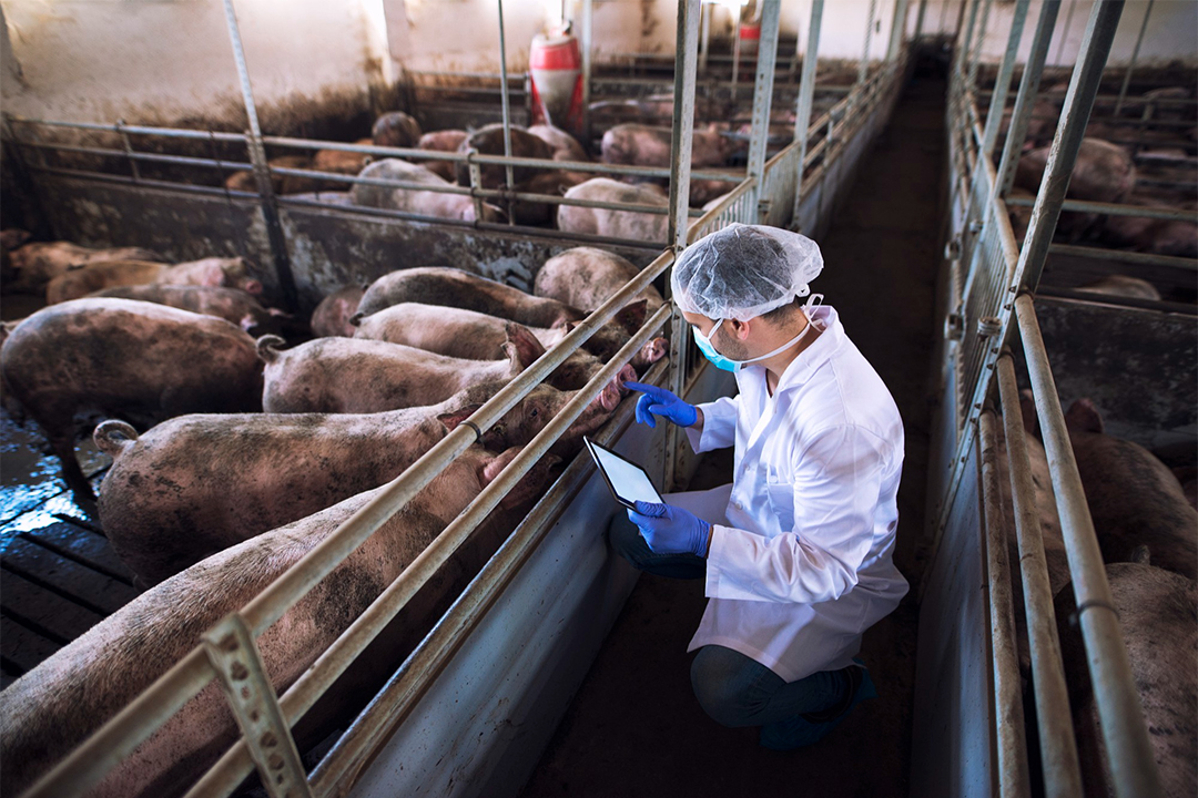 Precision Feeding in Pig Farming: Implementing Intelligent Silo Weighing Technology