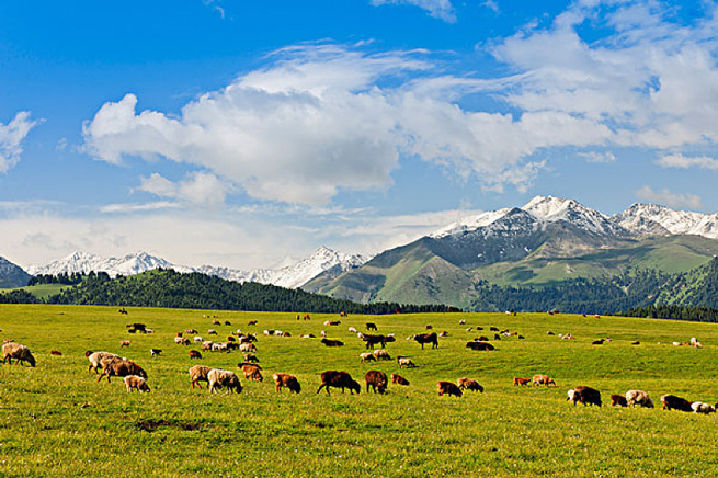 Farm in Cold & Dry Region